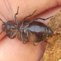 Adelium porcatum at Mount Clear, ACT - 10 Feb 2018 12:44 PM