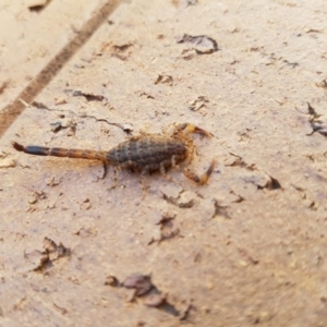 Lychas marmoreus at Red Hill, ACT - 13 Nov 2019 02:35 PM