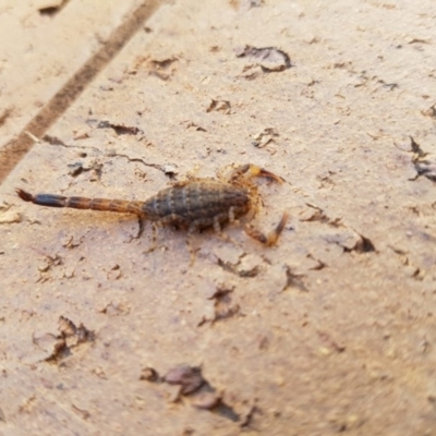 Lychas marmoreus (Little Marbled Scorpion) at Red Hill, ACT - 13 Nov 2019 by Illilanga