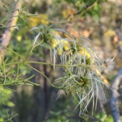 Clematis leptophylla (Small-leaf Clematis, Old Man's Beard) at Tennent, ACT - 11 Nov 2019 by michaelb