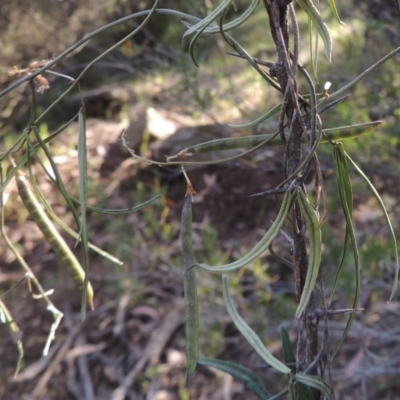 Glycine clandestina (Twining Glycine) at Tennent, ACT - 11 Nov 2019 by MichaelBedingfield