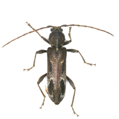 Phacodes personatus (Longhorn beetle) at Ainslie, ACT - 5 Dec 2019 by jbromilow50