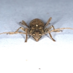 Phacodes personatus at Ainslie, ACT - 6 Dec 2019