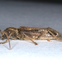 Phacodes personatus at Ainslie, ACT - 6 Dec 2019