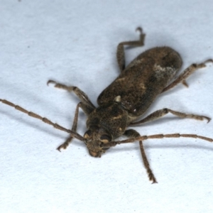 Phacodes personatus at Ainslie, ACT - 6 Dec 2019