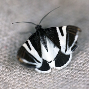 Phrataria bijugata at O'Connor, ACT - 7 Dec 2019 10:05 PM