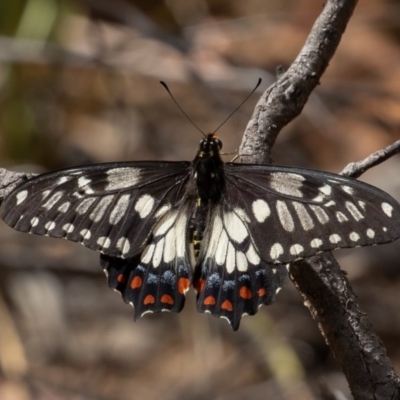 Papilio anactus (Dainty Swallowtail) at ANBG - 30 Nov 2019 by rawshorty