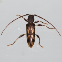 Bethelium diversicorne (Wattle Longhorn) at Ainslie, ACT - 6 Dec 2019 by jb2602