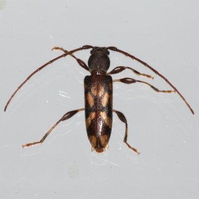 Bethelium diversicorne (Wattle Longhorn) at Ainslie, ACT - 6 Dec 2019 by jbromilow50