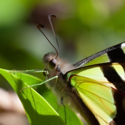 Graphium macleayanum (Macleay's Swallowtail) at ANBG - 30 Nov 2019 by rawshorty