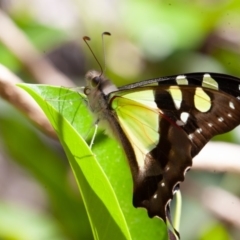 Graphium macleayanum at Acton, ACT - 1 Dec 2019 09:10 AM