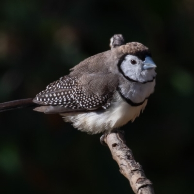 Stizoptera bichenovii (Double-barred Finch) at Symonston, ACT - 5 Dec 2019 by rawshorty