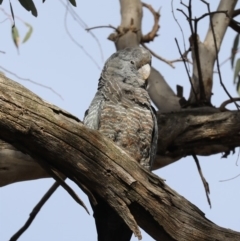 Callocephalon fimbriatum (Gang-gang Cockatoo) at Ainslie, ACT - 6 Dec 2019 by jb2602