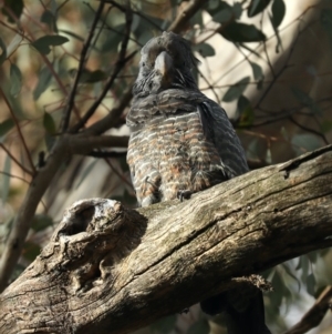 Callocephalon fimbriatum at Ainslie, ACT - 6 Dec 2019