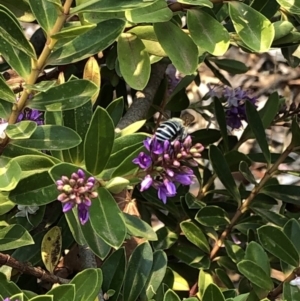 Amegilla sp. (genus) at Aranda, ACT - 8 Dec 2019