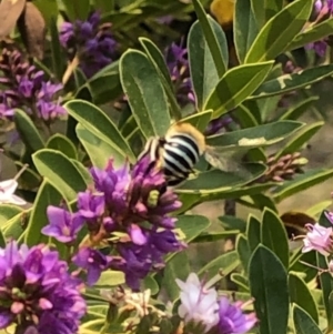 Amegilla sp. (genus) at Aranda, ACT - 8 Dec 2019