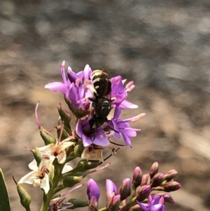 Lipotriches (Austronomia) phanerura at Aranda, ACT - 8 Dec 2019 11:32 AM