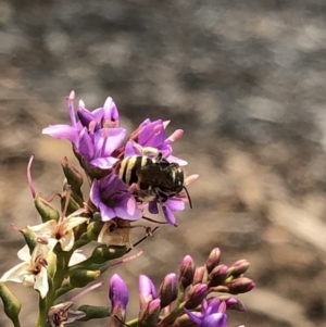 Lipotriches (Austronomia) phanerura at Aranda, ACT - 8 Dec 2019 11:32 AM