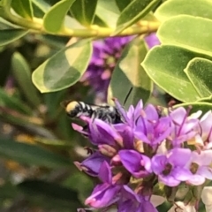 Megachile (Hackeriapis) oblonga (A Megachild bee) at Aranda, ACT - 8 Dec 2019 by Jubeyjubes