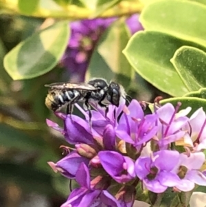 Megachile (Hackeriapis) oblonga at Aranda, ACT - 8 Dec 2019