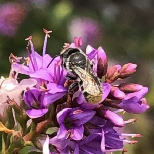 Megachile (Hackeriapis) oblonga at Aranda, ACT - 8 Dec 2019 11:58 AM