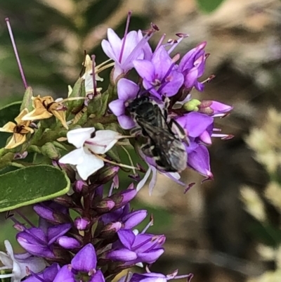 Unverified Bee (Hymenoptera, Apiformes) at Aranda, ACT - 8 Dec 2019 by Jubeyjubes