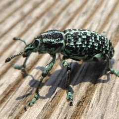 Chrysolopus spectabilis (Botany Bay Weevil) at Yass River, NSW - 8 Dec 2019 by SenexRugosus