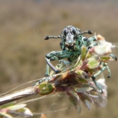 Chrysolopus spectabilis at Yass River, NSW - 8 Dec 2019