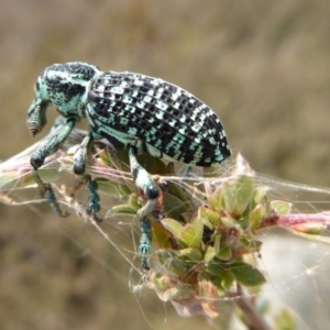 Chrysolopus spectabilis at Yass River, NSW - 8 Dec 2019