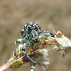 Chrysolopus spectabilis at Yass River, NSW - 8 Dec 2019