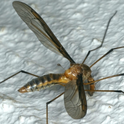 Leptotarsus (Macromastix) sp. (genus & subgenus) (Unidentified Macromastix crane fly) at Ainslie, ACT - 6 Dec 2019 by jbromilow50