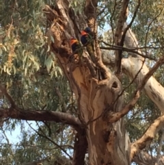 Trichoglossus moluccanus (Rainbow Lorikeet) at Hughes, ACT - 8 Dec 2019 by KL