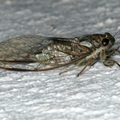 Yoyetta celis (Silver Princess Cicada) at Ainslie, ACT - 6 Dec 2019 by jbromilow50