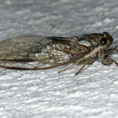 Yoyetta celis (Silver Princess Cicada) at Ainslie, ACT - 6 Dec 2019 by jb2602