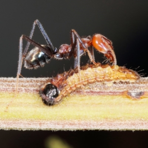 Jalmenus ictinus at Chifley, ACT - 8 Dec 2019 09:37 AM