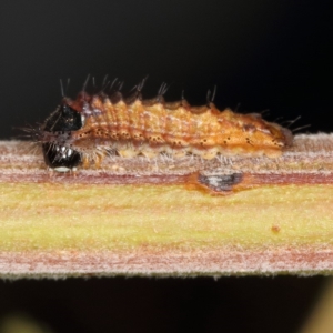 Jalmenus ictinus at Chifley, ACT - 8 Dec 2019 09:37 AM