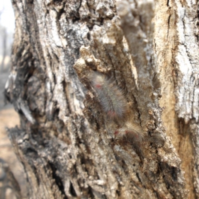 Chenuala heliaspis (Rose Anthelid) at Majura, ACT - 7 Dec 2019 by SilkeSma