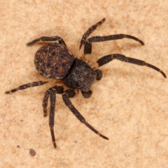 Cymbacha sp (genus) (A crab spider) at Tuggeranong DC, ACT - 8 Dec 2019 by Marthijn