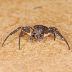 Cymbacha sp (genus) at Tuggeranong DC, ACT - 8 Dec 2019 12:16 PM