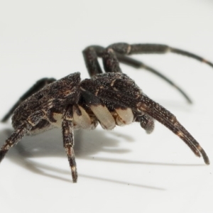 Cymbacha sp (genus) at Tuggeranong DC, ACT - 8 Dec 2019 12:16 PM