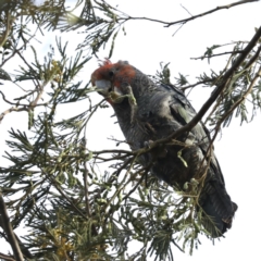 Callocephalon fimbriatum (Gang-gang Cockatoo) at Mount Ainslie - 6 Dec 2019 by jbromilow50