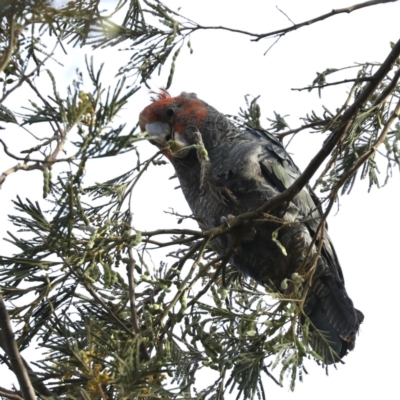 Callocephalon fimbriatum (Gang-gang Cockatoo) at Mount Ainslie - 6 Dec 2019 by jbromilow50