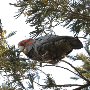 Callocephalon fimbriatum at Majura, ACT - 6 Dec 2019