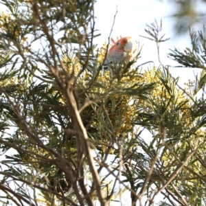 Callocephalon fimbriatum at Majura, ACT - 6 Dec 2019