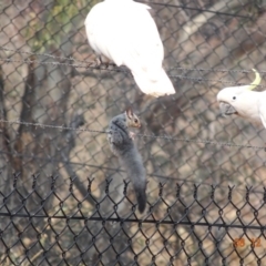 Petaurus notatus at Deakin, ACT - 8 Dec 2019