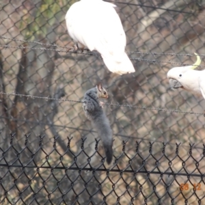 Petaurus notatus at Deakin, ACT - 8 Dec 2019 10:26 AM