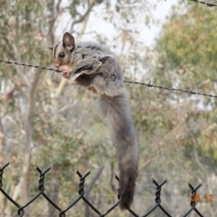 Petaurus notatus at Deakin, ACT - 8 Dec 2019 10:26 AM