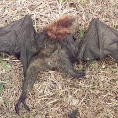 Pteropus poliocephalus at Bawley Point, NSW - 5 Dec 2019