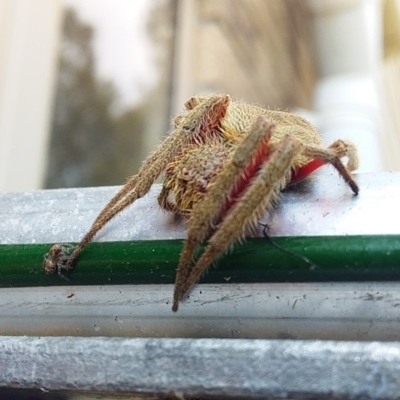 Hortophora sp. (genus) (Garden orb weaver) at Bawley Point, NSW - 7 Dec 2019 by GLemann