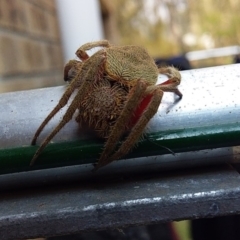 Hortophora sp. (genus) at Bawley Point, NSW - 7 Dec 2019 09:33 AM